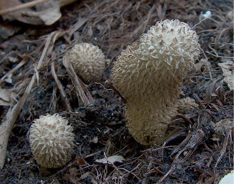 Lycoperdaceae.